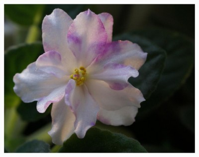 Школьный вальс