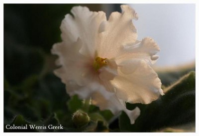 Colonial Werris Greek.JPG