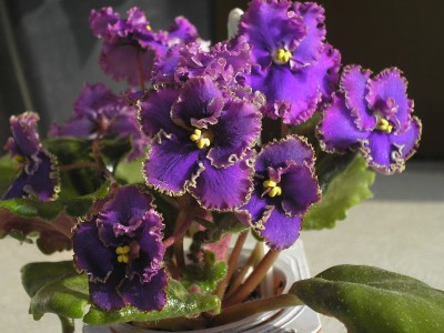 Itchy Stitches sport