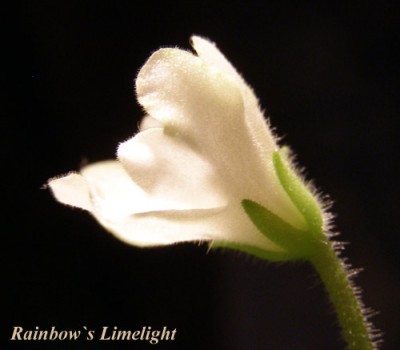 RainbowsLimelight.jpg