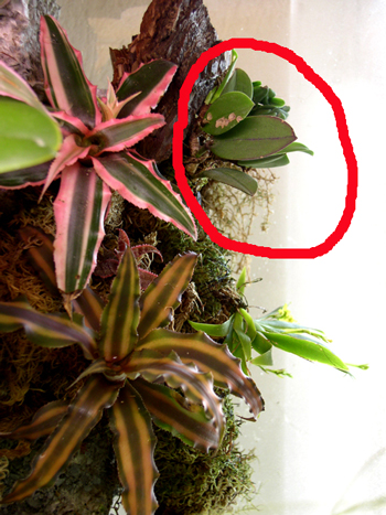 Meiracyllum trinasutum выглядит так.