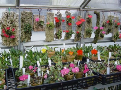 Greenhouse_021221.jpg