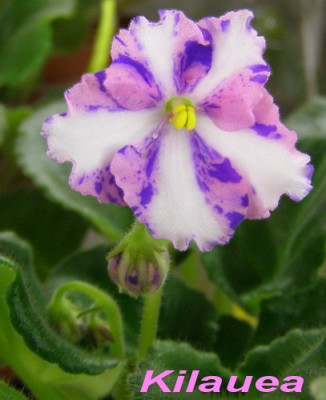 Первое цветение после омоложения