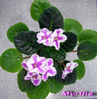 Пасынок - первое цветение