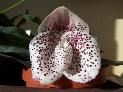 Paphiopedilum bellatulum (TW_paph5444) 3.jpg