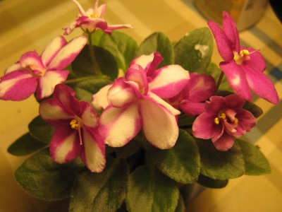 Жаль только, что фото вечернее, но фотоаппарат пока только чужой, сфотографировала перед тем, как отдавать.