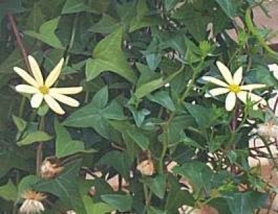 Senecio macroglossus