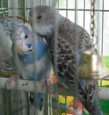 Чижик и пыжик