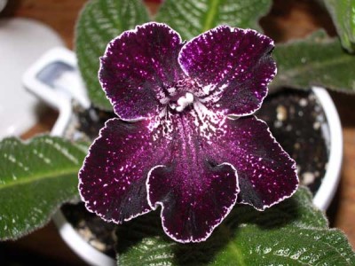 Ваще бомба!