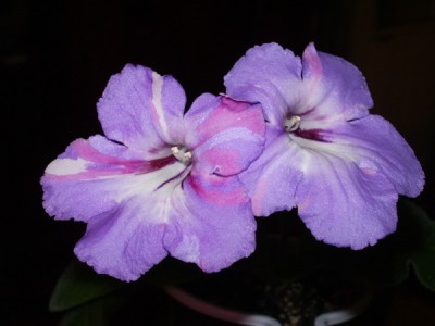 Фантазийный красавец