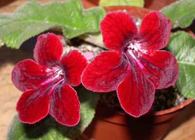 Цвет - это что-то!