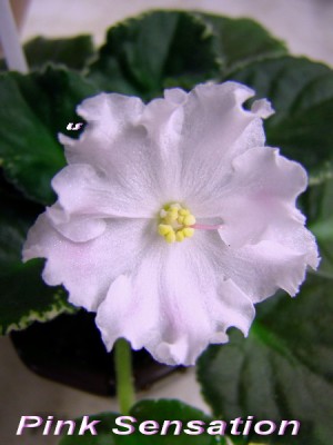 Маловато розового, но, надеюсь. со временем проявится.