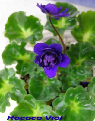 Чернильный цветок и гёл листва.