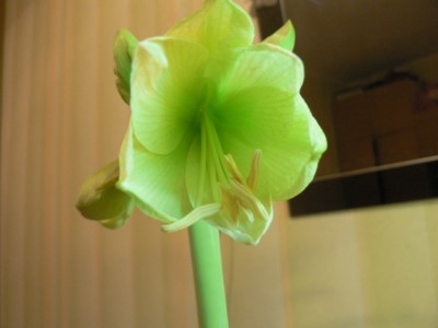 Вот такой зеленоглазенький...