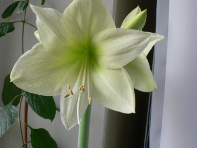 Первый цветочек