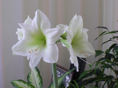 во всей красе