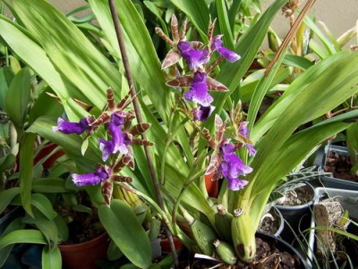 Zygopetalum hybr.jpg