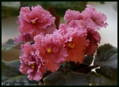 Ness Orange Pecoe.JPG