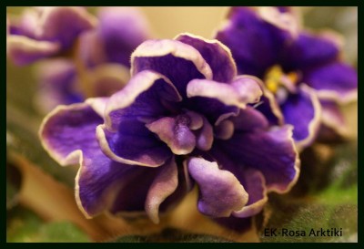 EK-Роза Арктики.JPG