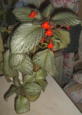 .Faded Jade 2007 (2).JPG