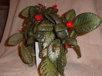 .Silver Queen (2).JPG