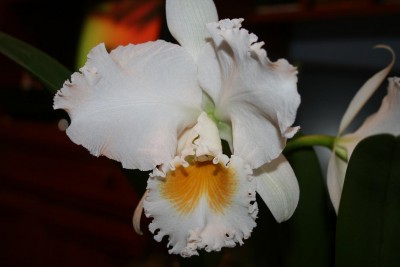 BRASSOLAELIOCATTLEYA EAGLE EYE ALL VICTORY
