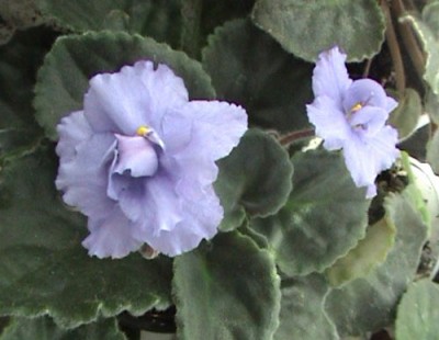 а вот так спортанул что ли? хотя в следующий раз процвел по сорту