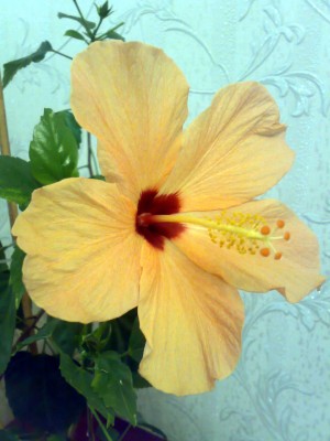 Персиковый цветет один за одним