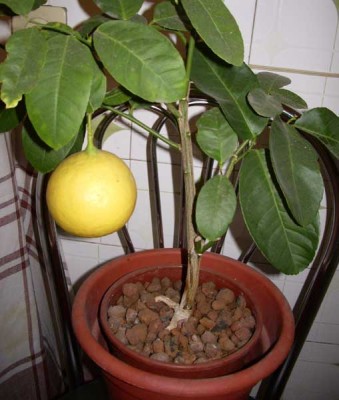 Это он на стуле стоит, так лучше виден размер кустика