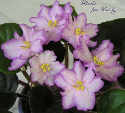 Милочка, спасибо! Она уже у меня и цветет!