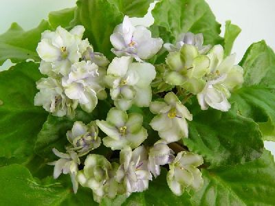 Цветы некрупные, махровые, на бело-сером фоне разводы цвета простого карандаша, при естественном освещении появляются грязно голубые разводы при этом, обратная сторона и окантовка зеленого цвета. Необыкновенный сорт. Лист остроконечный, резной, некрупный.