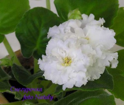 Снегурочка совсем без голубого