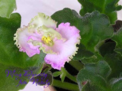 А об этом не знаю, что и думать