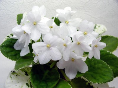 Очаровательный букет белоснежных фиалковых цветов с чуть вытянутыми верхними лепестками обильно покрывает компактную зелёно-белую листву. (Описание автора).