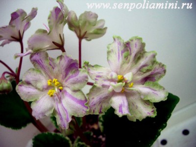 НОВИНКА 2006 ГОДА! <br />Слегка бахромчатые, махровые сиренево – лавандовые с фиолетовым фэнтези, и зеленой каймой, звезды. Зелено – белый пестролистник. Один из лучших фаворитов!