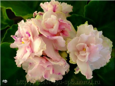 Ness’ Cranberry Lace-2 sp4.jpg