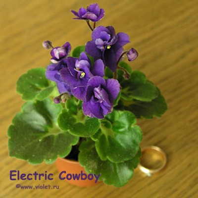 Махровые темно-синие цветы с бело-зеленой каймой; пестрая с золотистым гел-листва. Полумини - а резмерчик совсем миниатюрный.