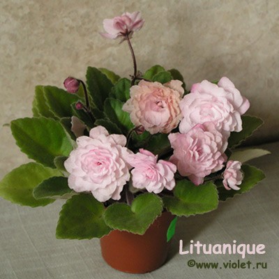 Крупные, сильно махровые, с удлиненными лепестками (словно георгинчики), нежно-розовые звезды. Кончики лепестков более темно-розовые, и пыльники то ли отсутствуют вообще, то ли они не желтые вовсе:) Темно-зеленая, заостренная листва.