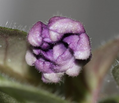 Вот он, этот монстр :-)