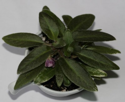 Вся целиком!