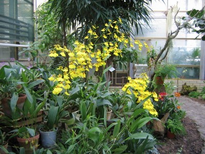 Oncidium_orh_sm.jpg