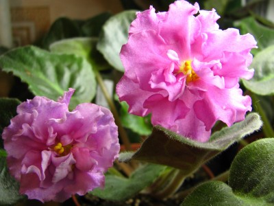 - Богиня Красоты.JPG