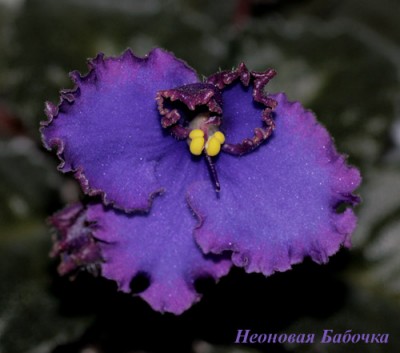 NeonovayaBabochka.jpg