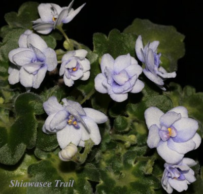 ShiawaseeTrail.jpg
