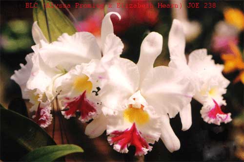 Blc Elizabeth Hearn (почти размер цветения)є2.02.jpg