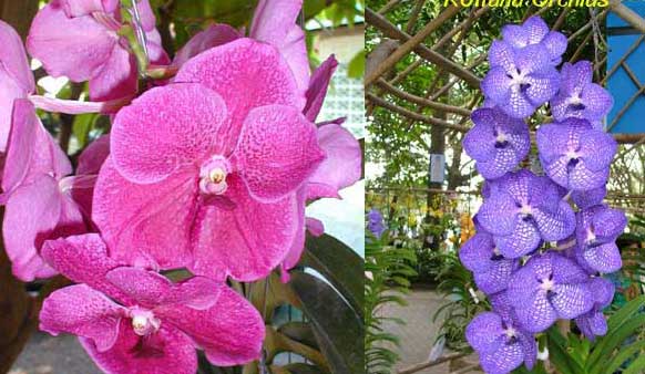 499Vanda Robert Delight x V. Parkchong blue (размер цветения)є4.03.jpg
