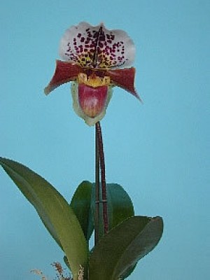 Paph. Amerikaanse Hybride.jpg