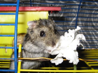 Джунгарский хомяк