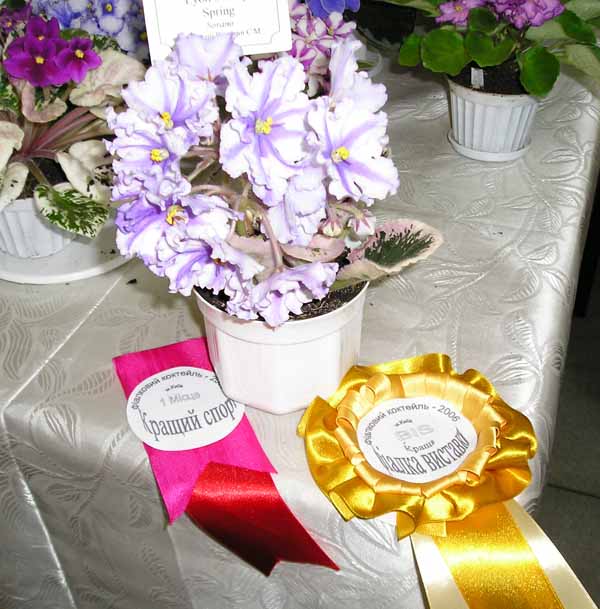 А это фиалка-победитель, точнее, - то, что от неё осталось через час.