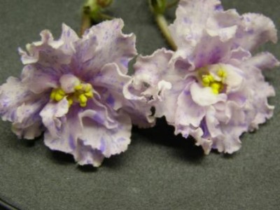 ЕК-Фантастический Сон